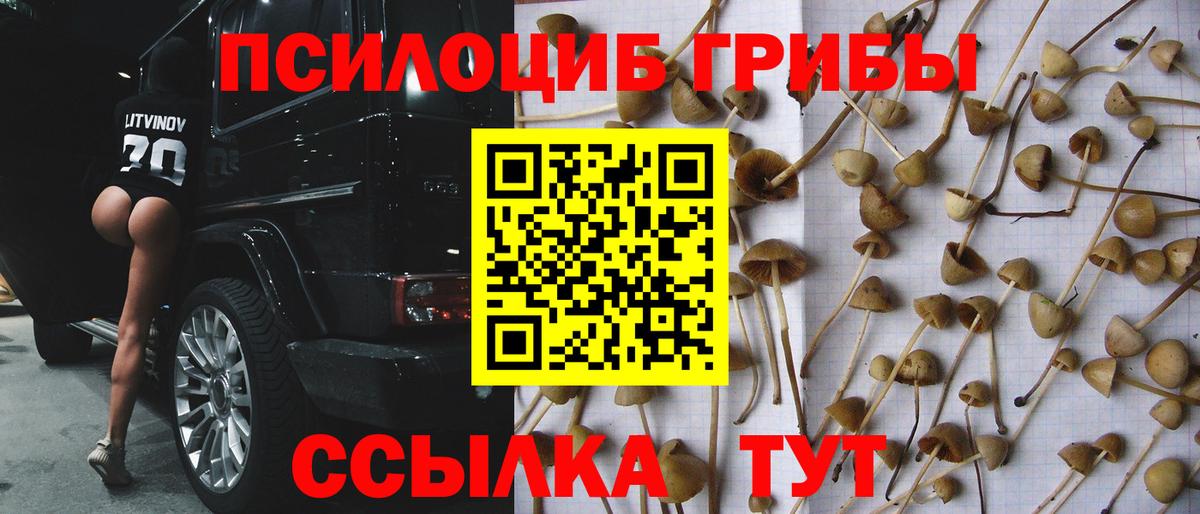 Камышлов  Псилоцибиновые грибы мицелий  даркнет сайт  Вход с VPN 